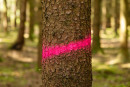 Farbmarkierung Forst