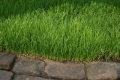 Grassaat