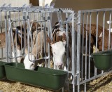 Fressplatzabtrennung - 2 St�ck mit Verschraubung