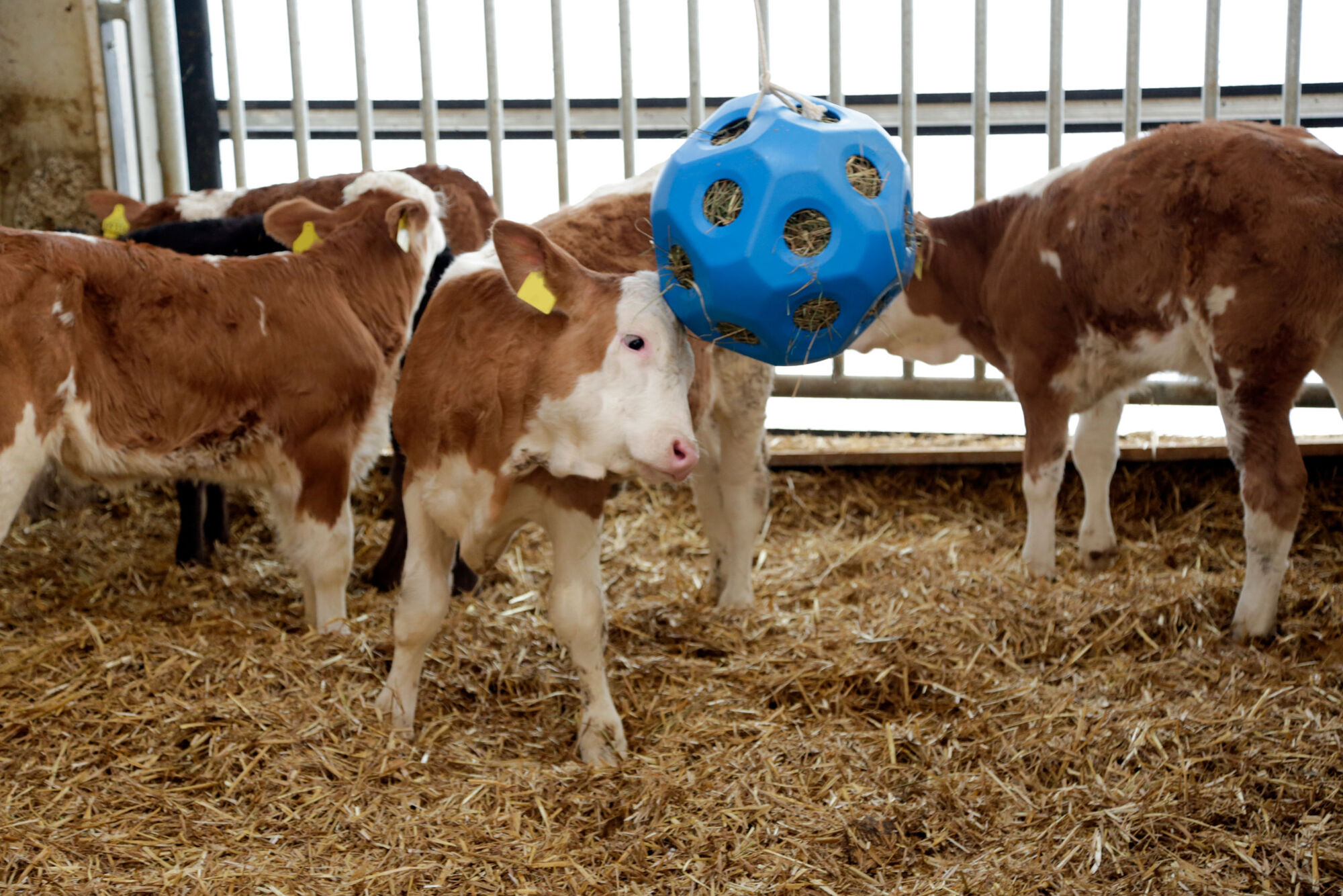 HeuBoy Futterspielball - Kerbl HeuBoy Futterspielball von Kerbl