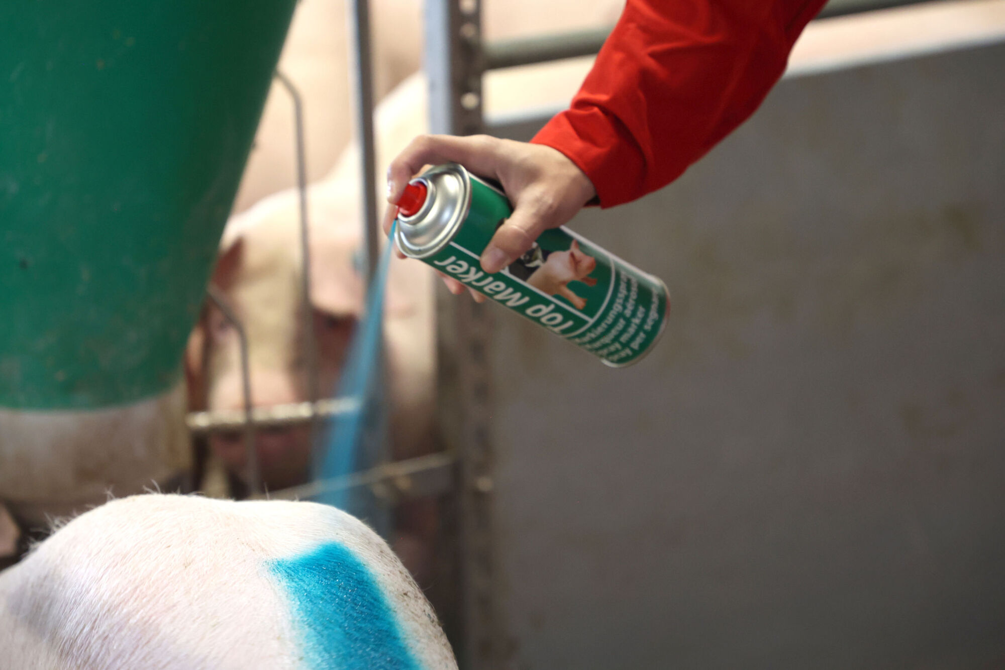 Markierungsspray TopMarker | 500 ml von Kerbl