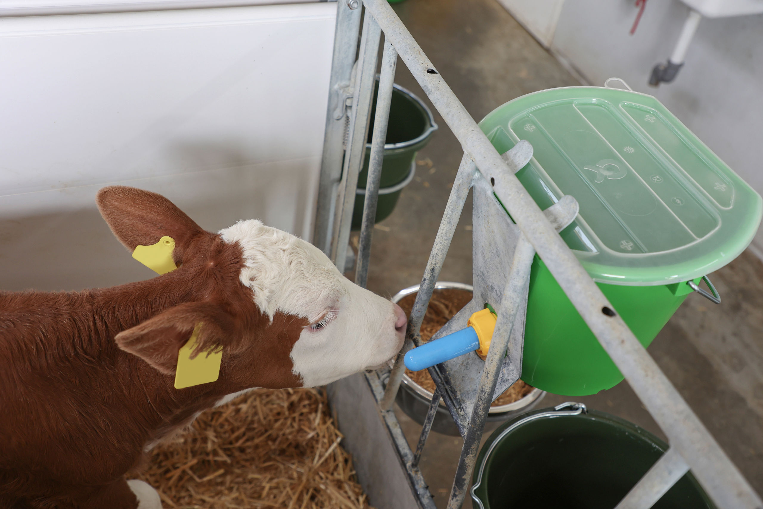 Hygienesauger mit antibakterielle Wirkung | 10er Pack von Kerbl