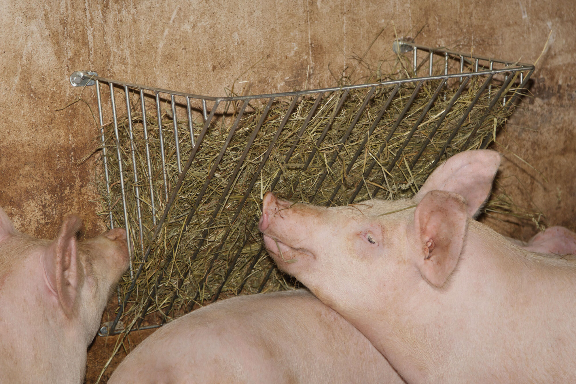 Heuraufe 40mm, verzinkt von Kerbl 32705