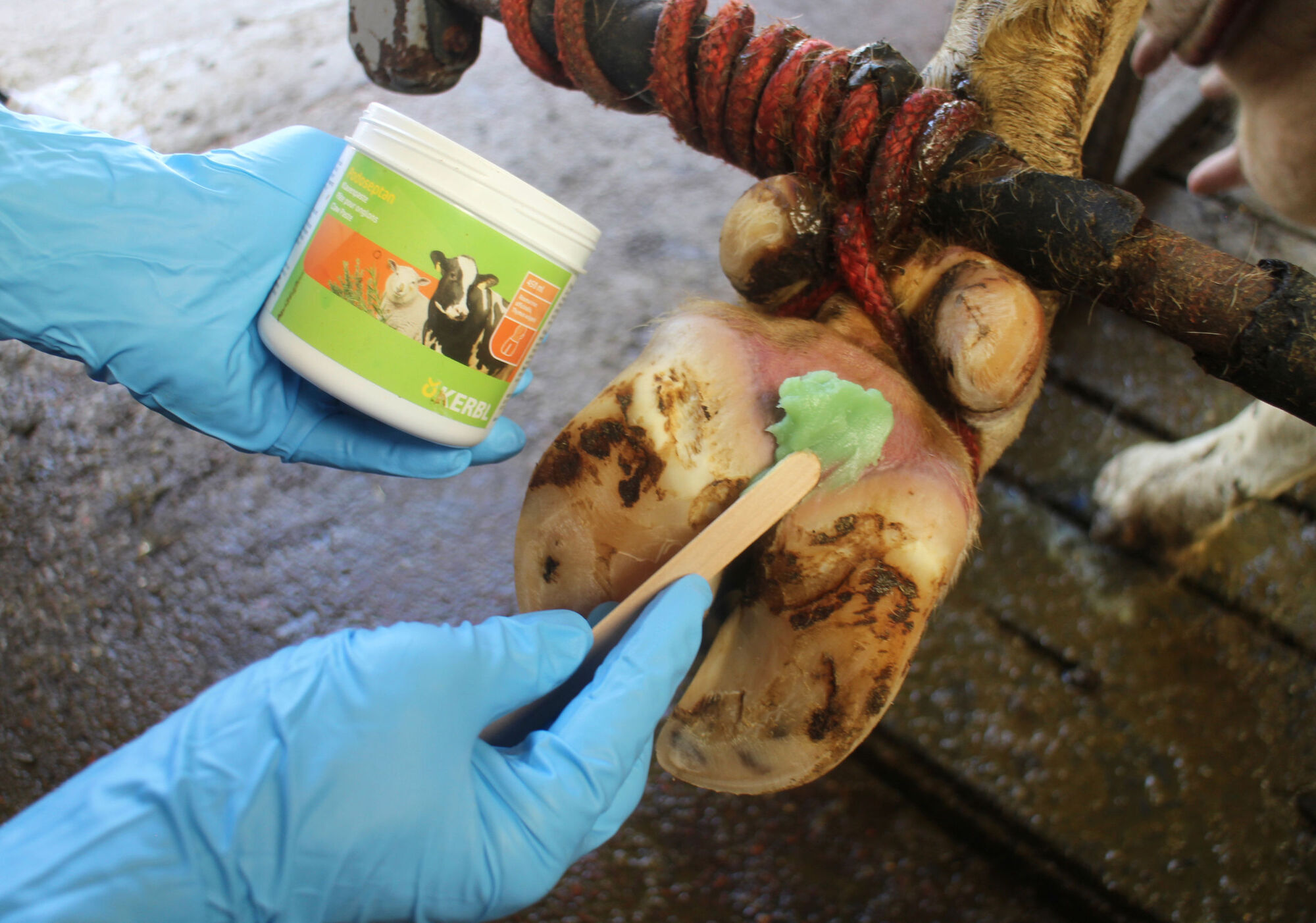 Klauenpaste Podoseptan | 450 ml von Kerbl 16363
