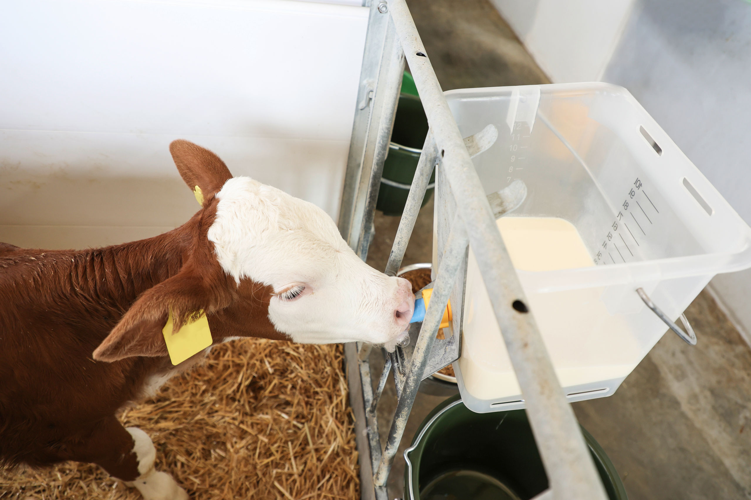 Hygienesauger mit antibakterielle Wirkung | 10er Pack von Kerbl