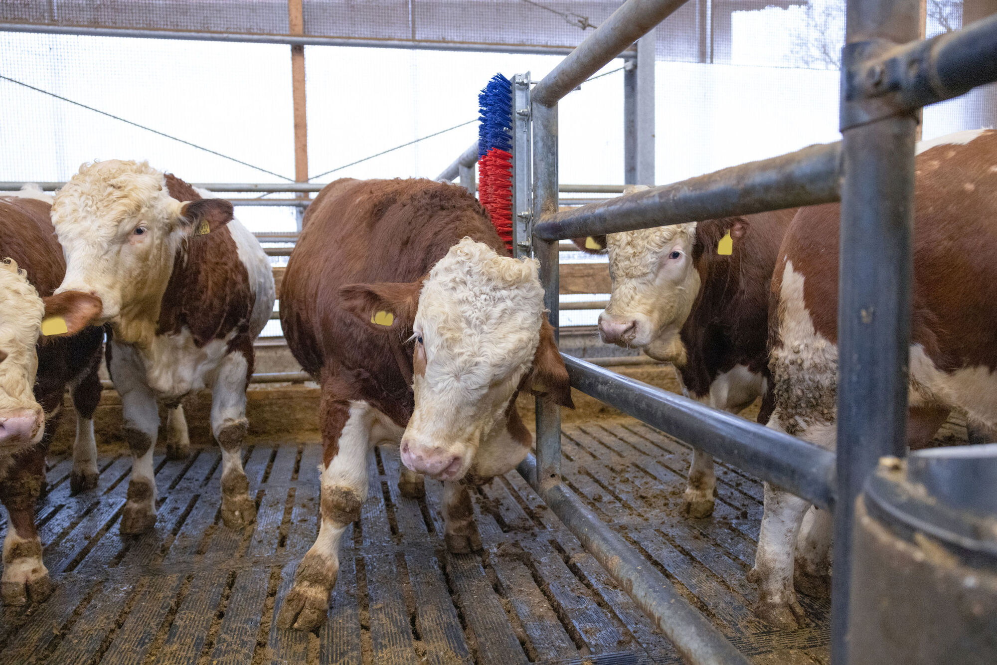 Kratzbürste HAPPYCOW Bully von Kerbl 293130