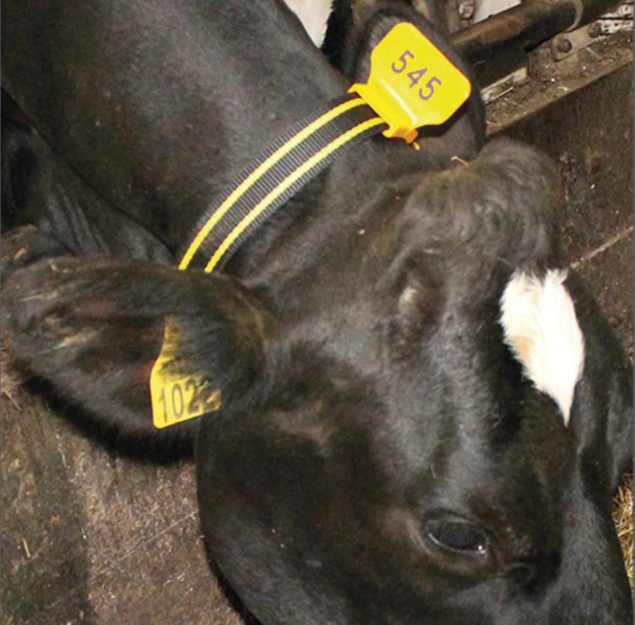 Nackenmarkierungsnummer, beidseitig geprägt - Nackenmarkierungsnummer, beidseitig geprägt von