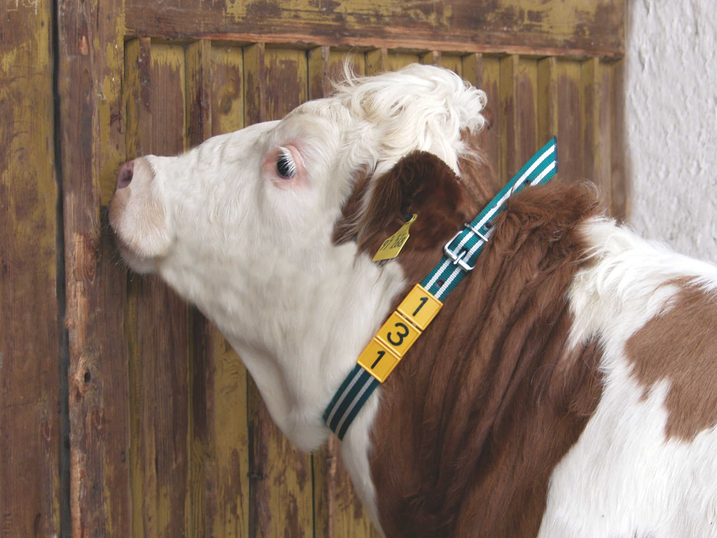 Halsmarkierungsband Premium mit Rollschnalle | 120cm von Kerbl 20898