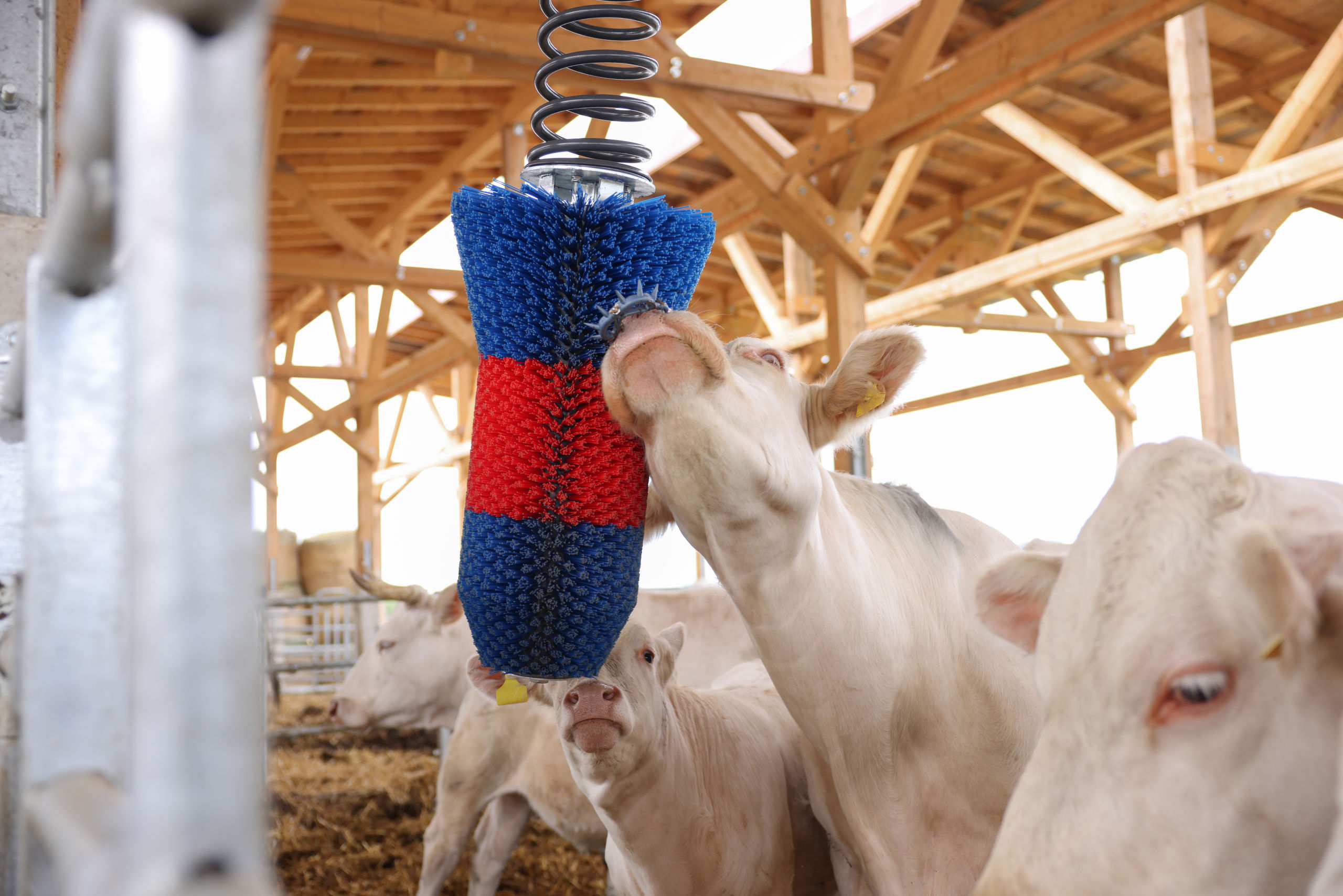 Kratzbürste HAPPYCOW FlexiSwing von Kerbl 18670