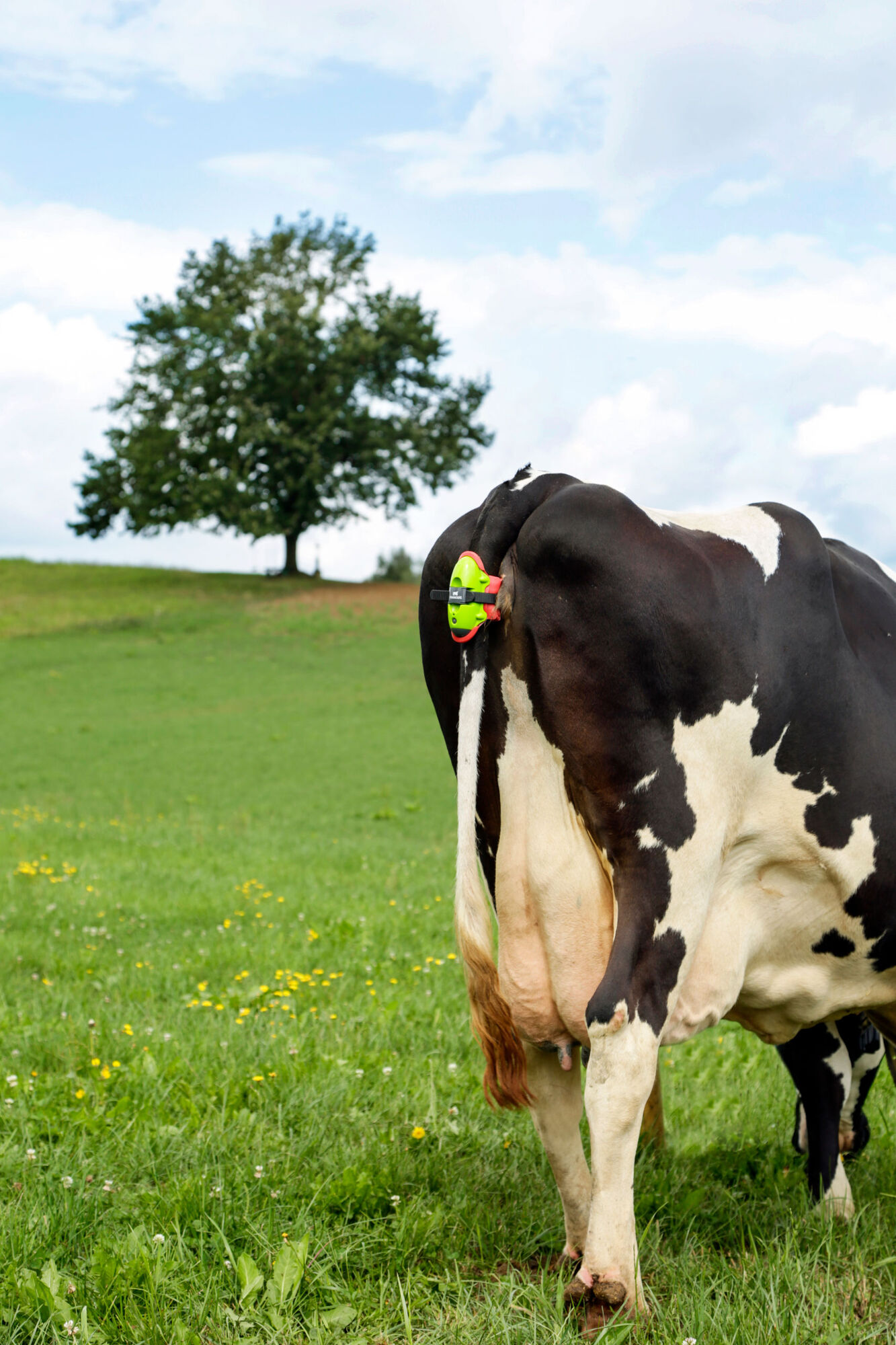 Moocall Abkalbemelder - Moocall Moocall Abkalbemelder von Moocall