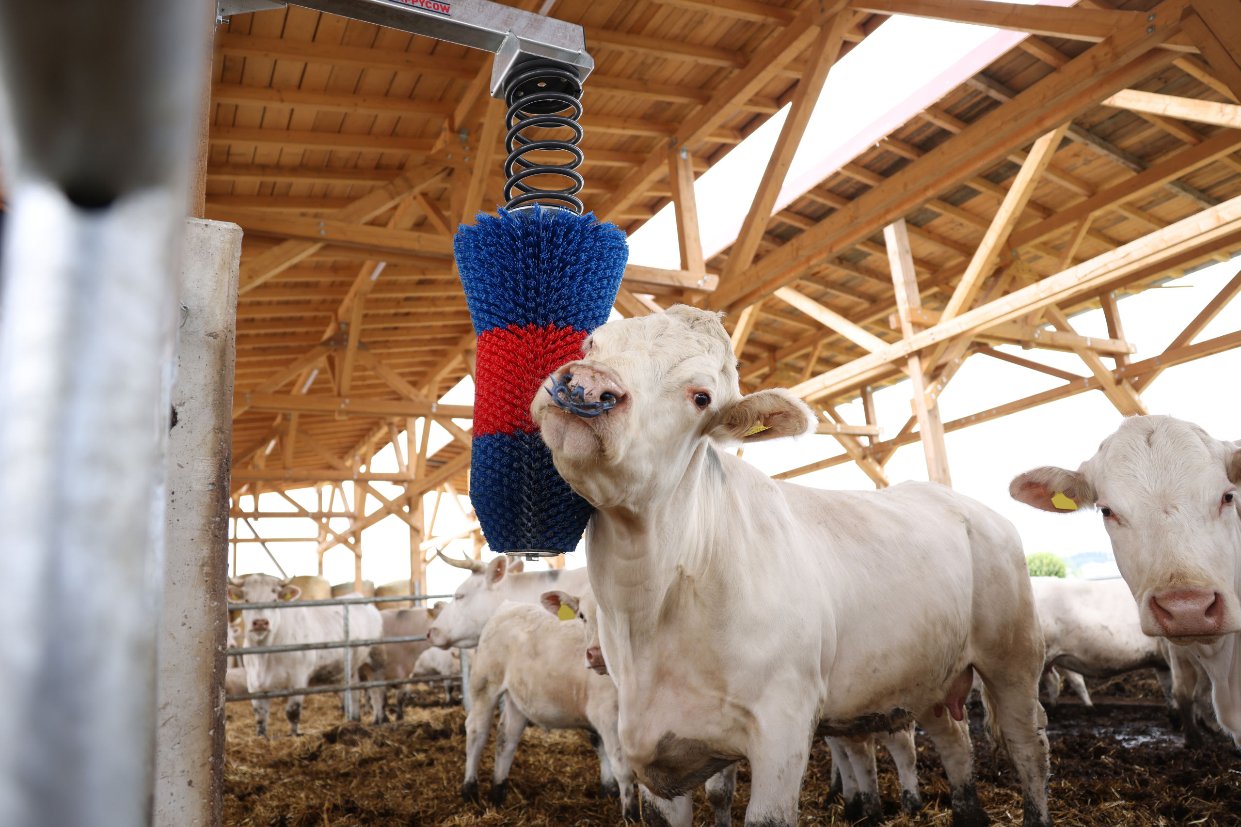 Kratzbürste HAPPYCOW FlexiSwing von Kerbl 18670
