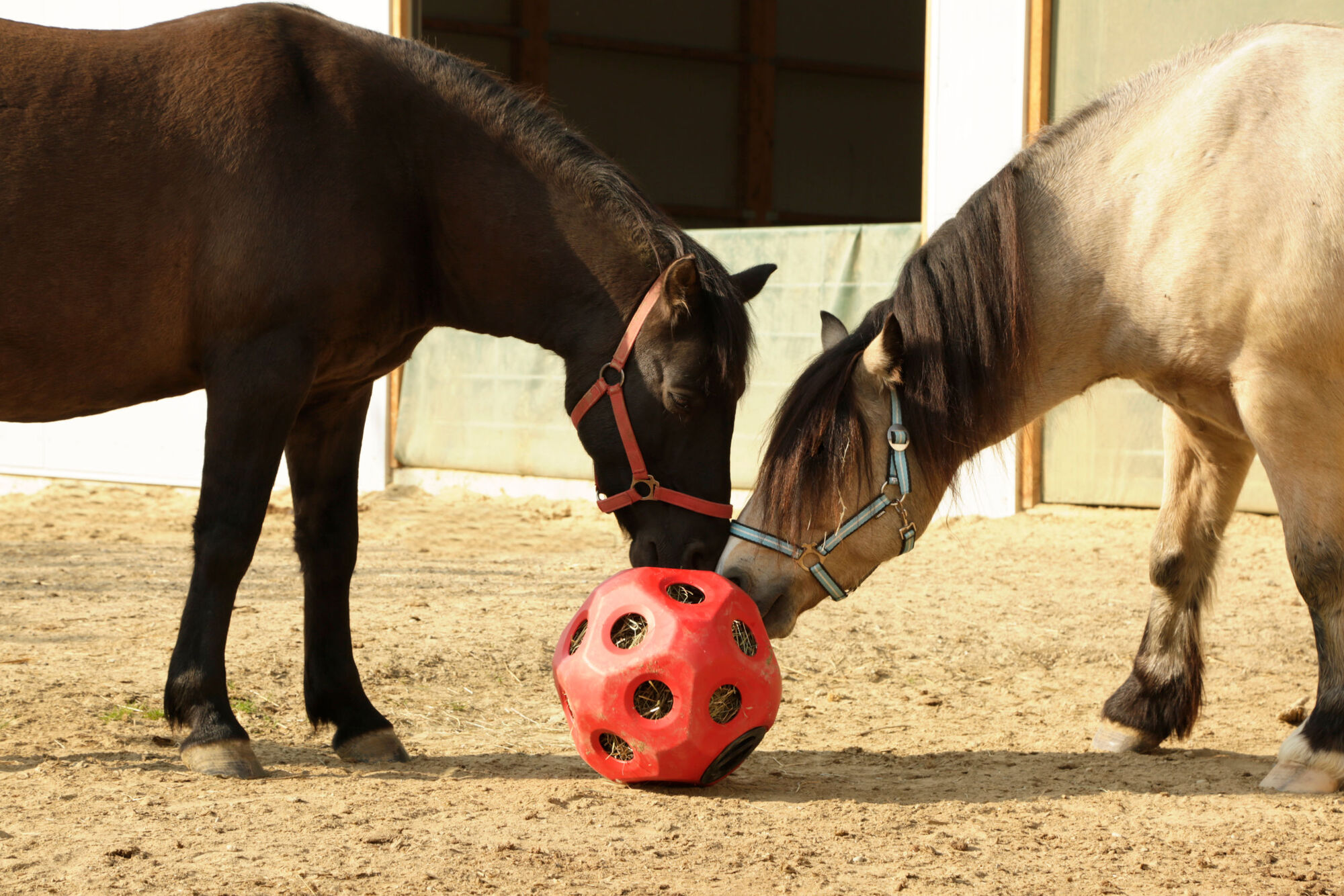 HeuBoy Futterspielball von Kerbl