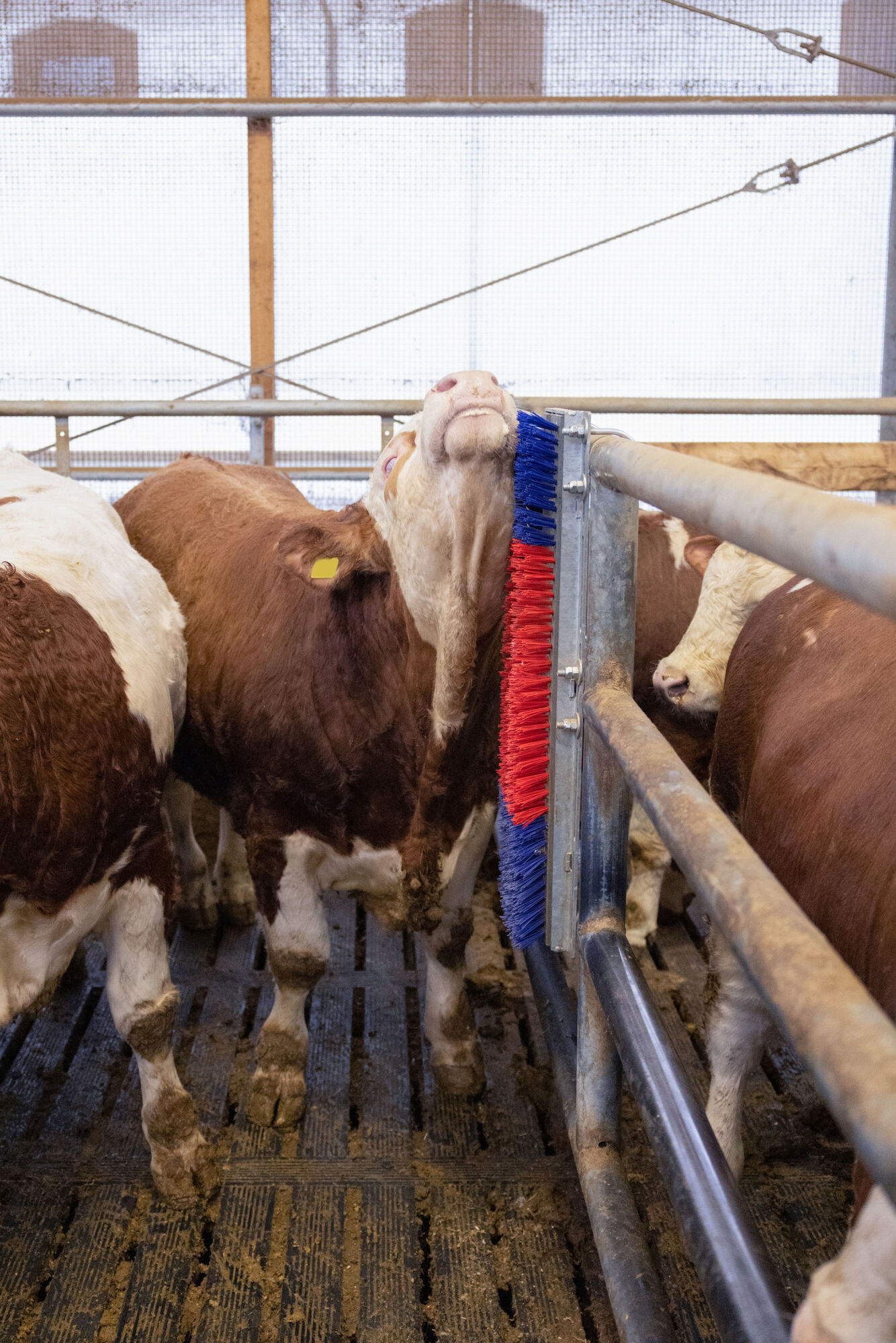Kratzbürste HAPPYCOW Bully von Kerbl 293130
