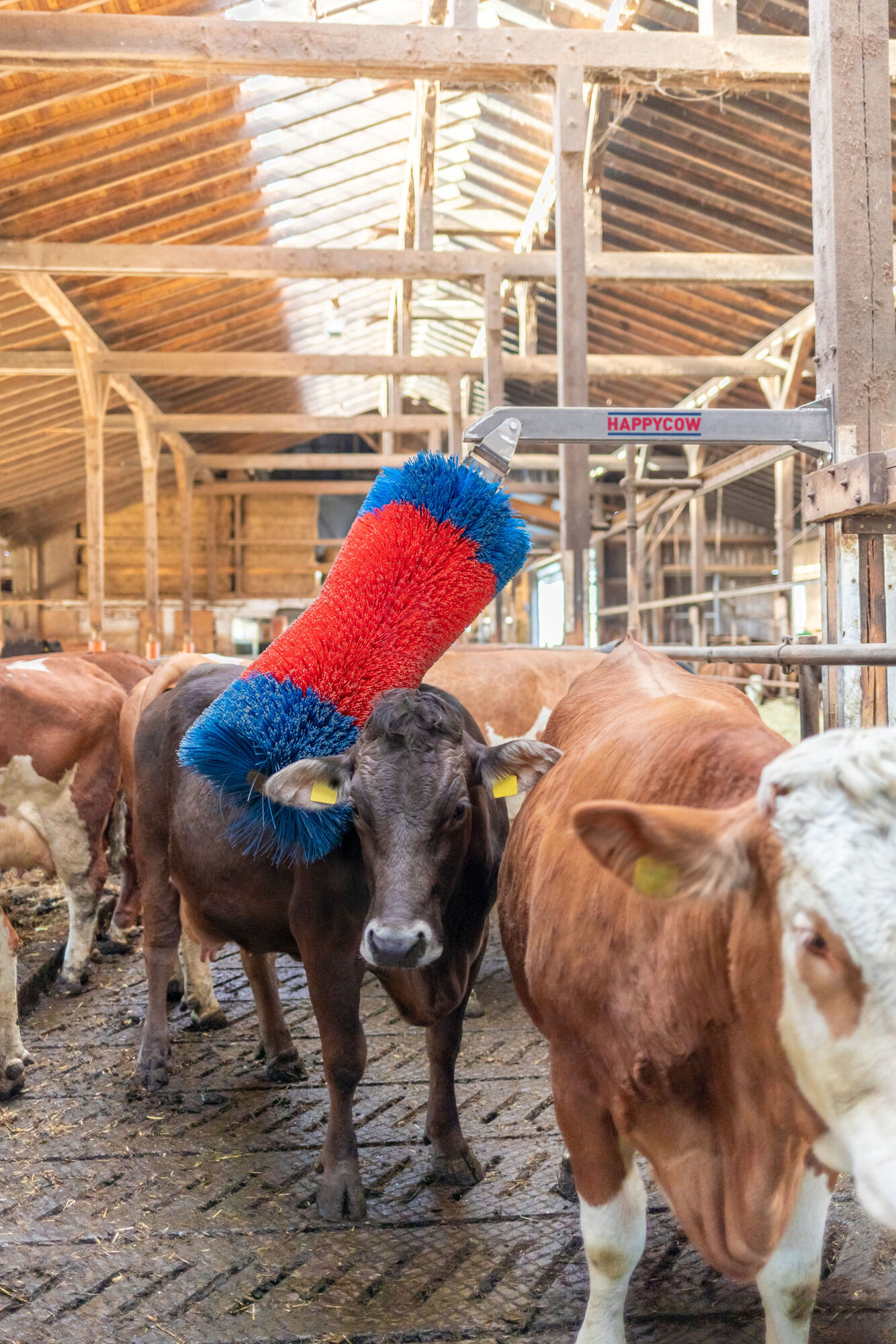 Viehbürste HAPPYCOW Free Maxi - Kerbl 18865 Viehbürste HAPPYCOW Free Maxi von Kerbl 18865