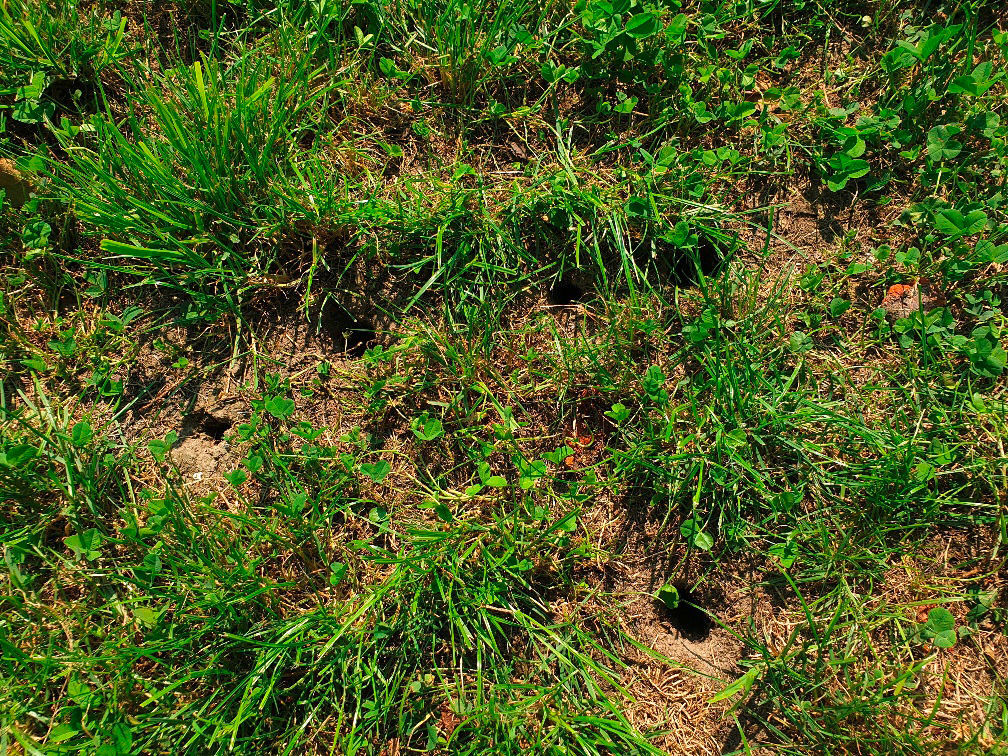 Wühlmausfalle VoleStop von Kerbl 299821