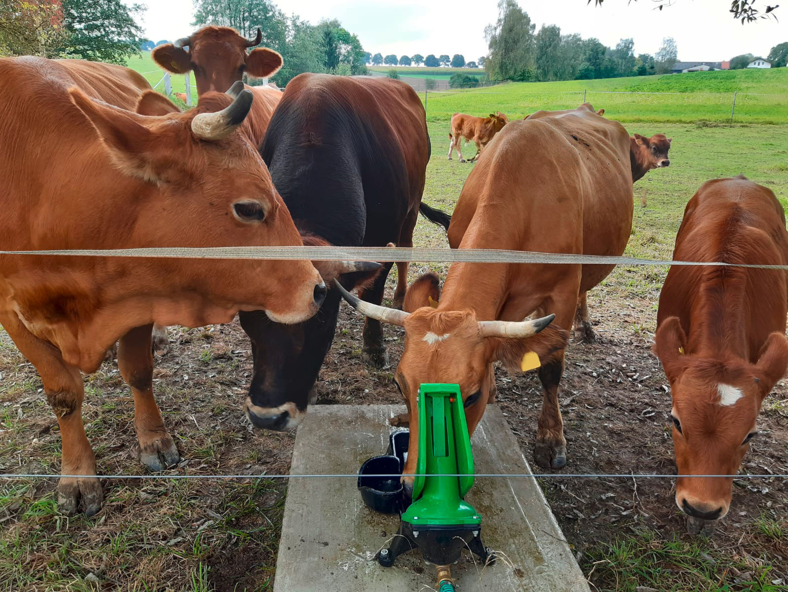 Weidepumpe P100 Duo von Kerbl 221135