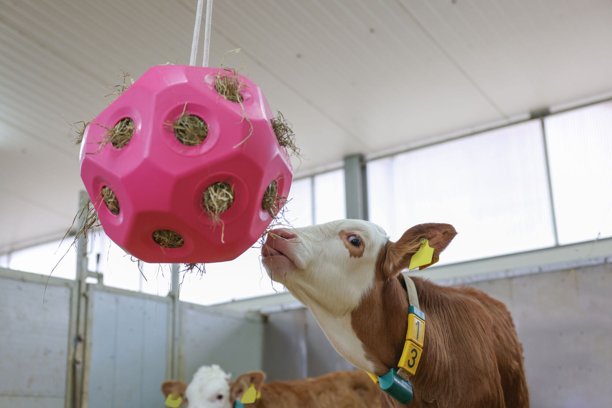 HeuBoy Futterspielball von Kerbl