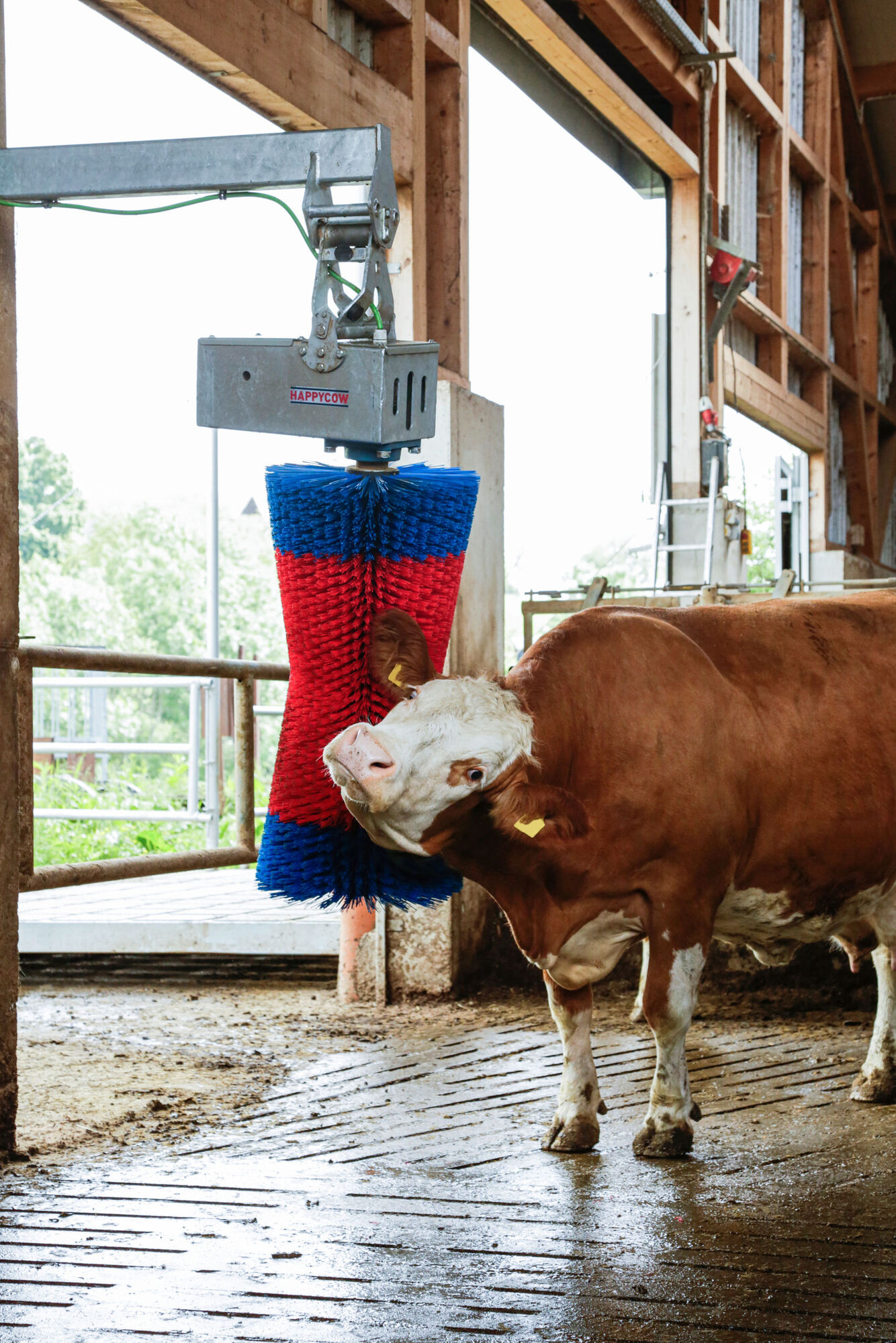 Kuhputzmaschine HAPPYCOW MaxiSwing - Kerbl 18860 Kuhputzmaschine HAPPYCOW MaxiSwing von Kerbl 18860