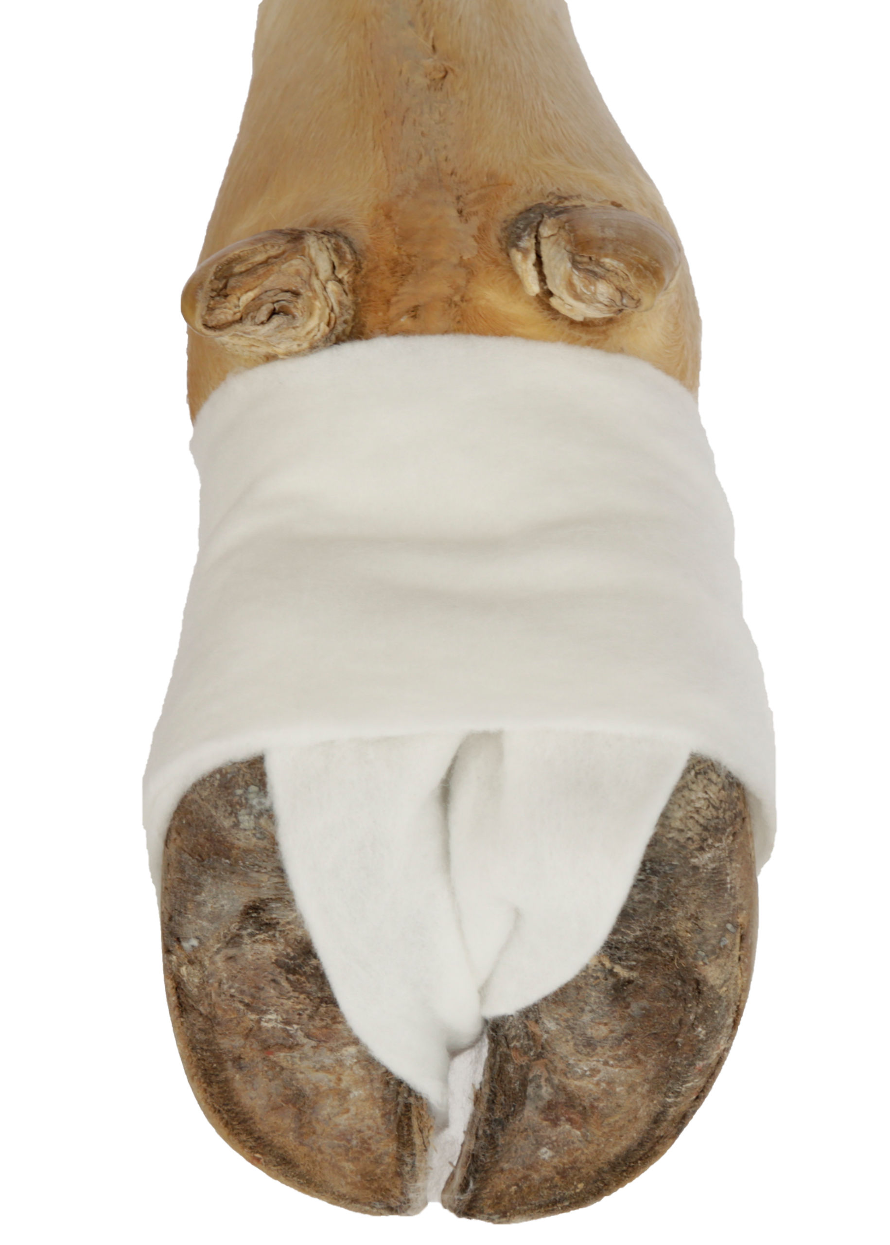 Polsterbinde CottinoStar, 10 cm x 3 m | 6er Pack von Kerbl