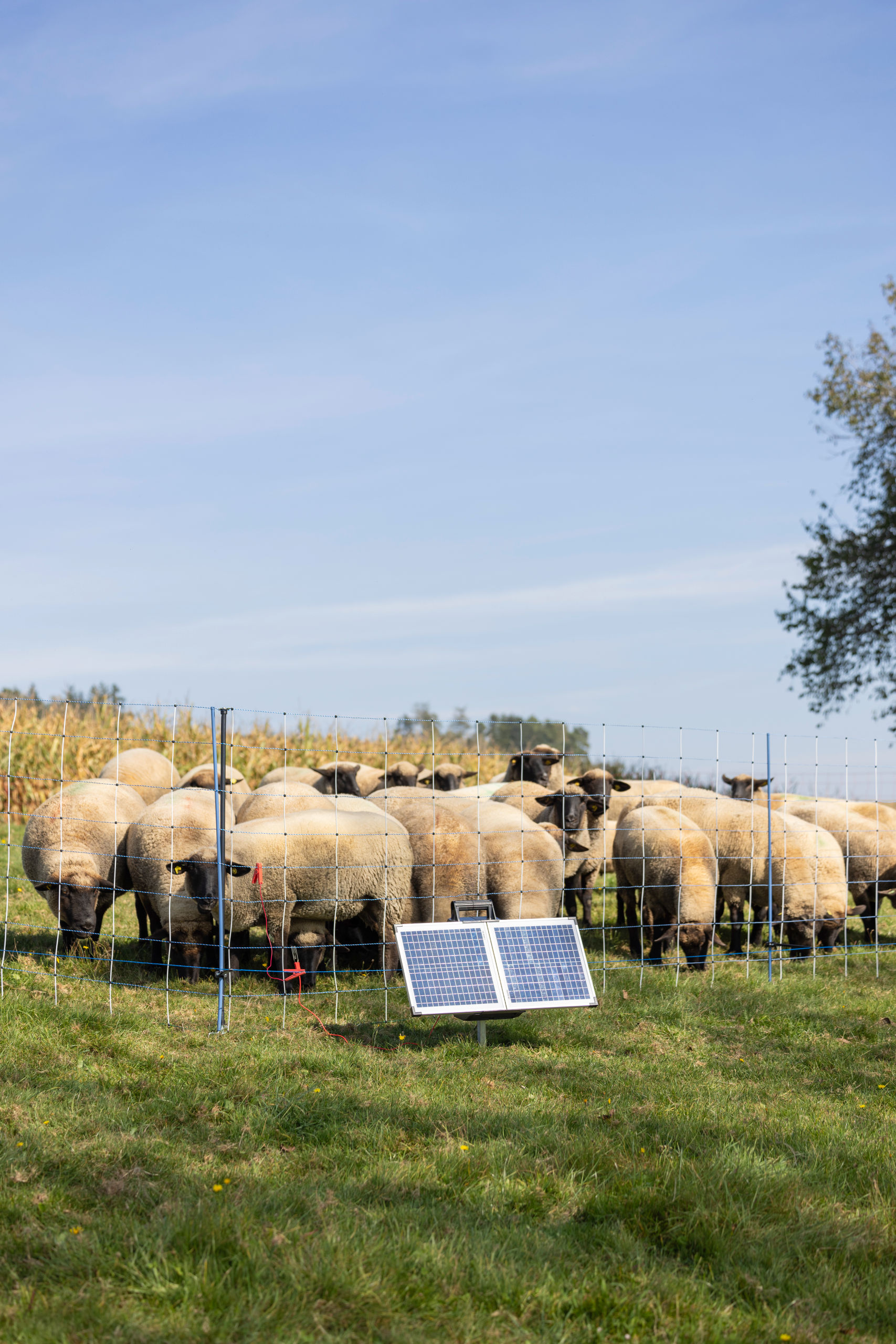 AKO SunPower S2400 Smart 12V Weidezaungerät - AKO 372953 AKO SunPower S2400 Smart 12V Weidezaungerät von AKO 372953