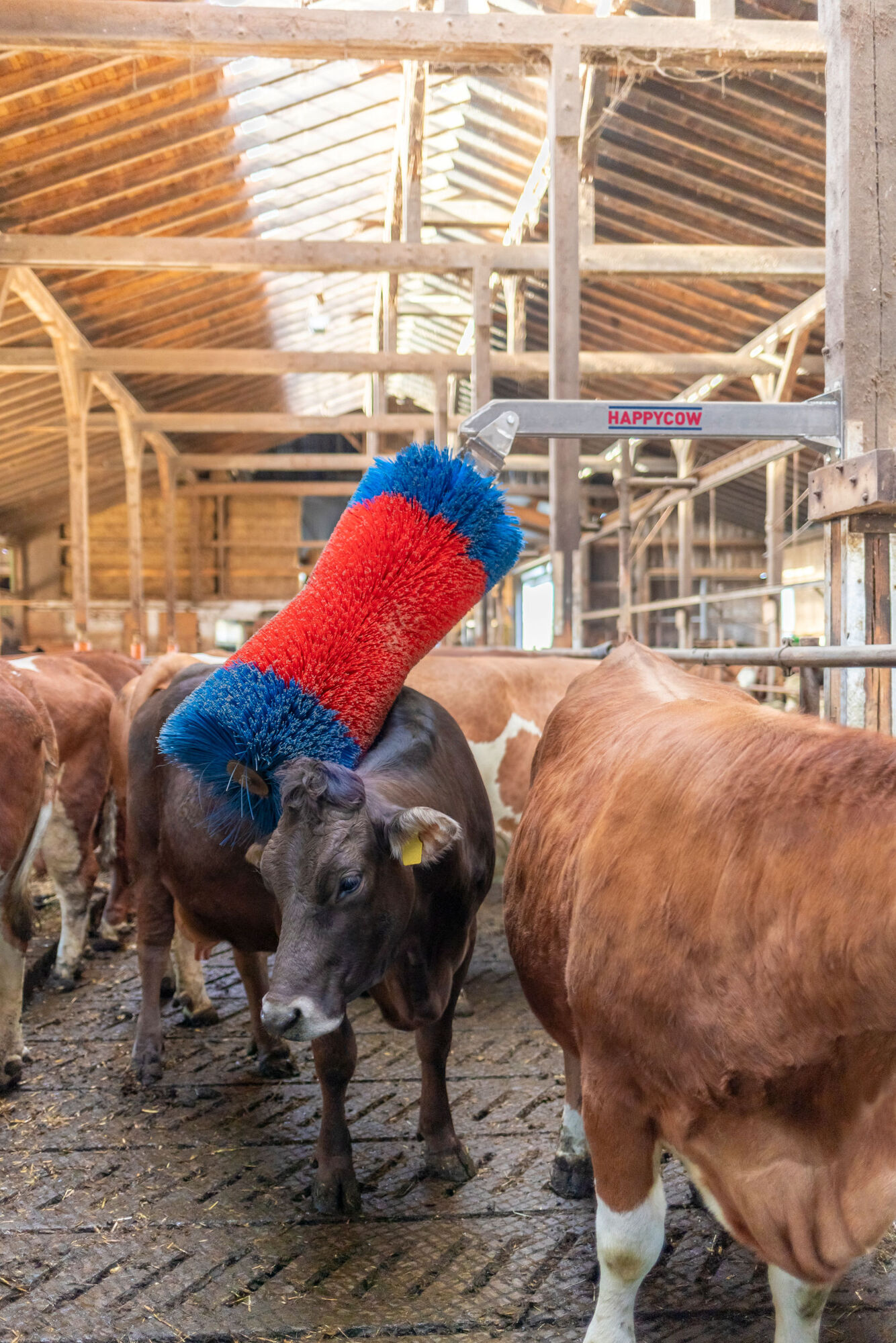 Viehbürste HAPPYCOW Free Maxi von Kerbl 18865