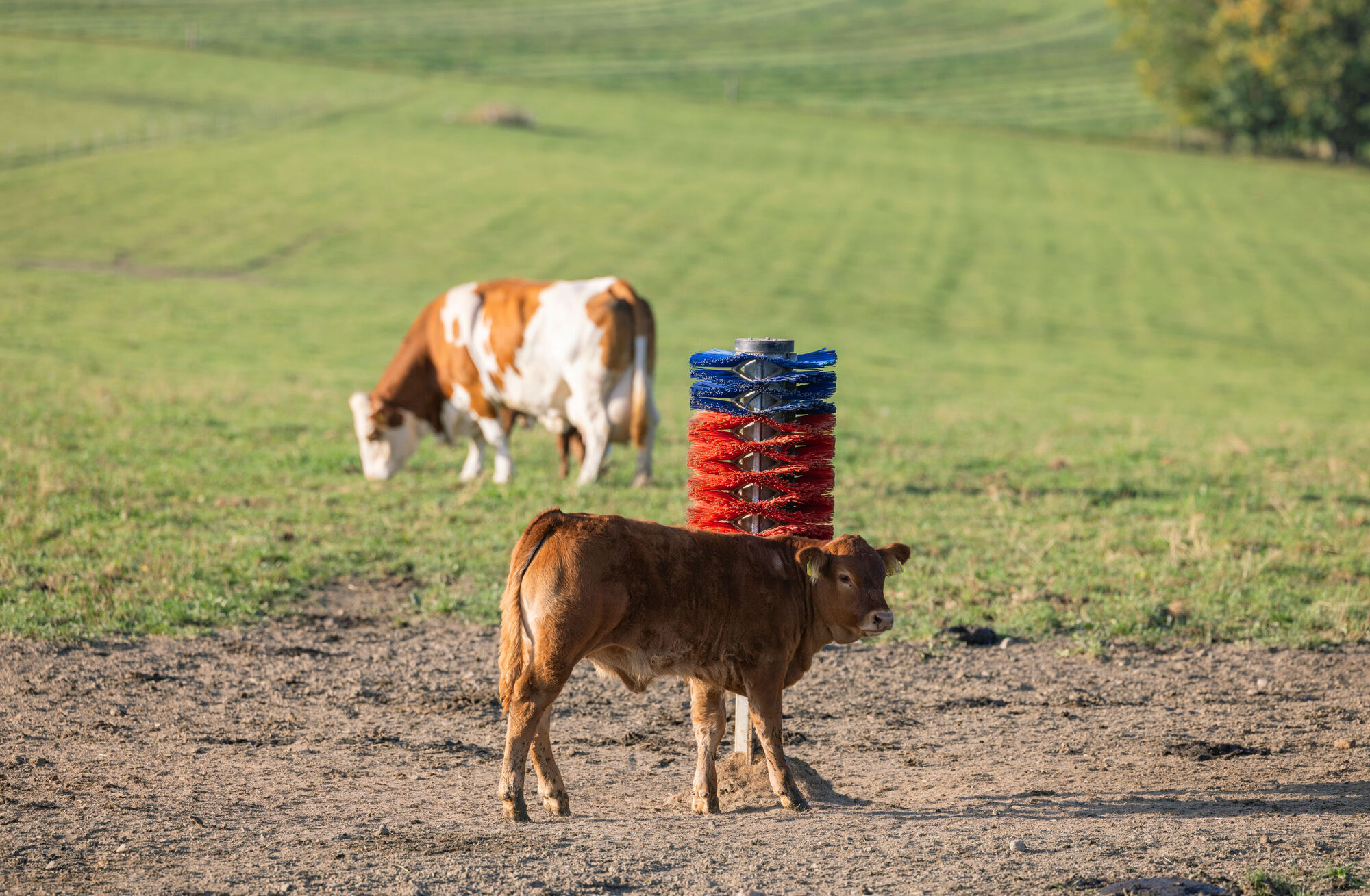 Pfahlbürste HAPPYCOW Mini von Kerbl 18660