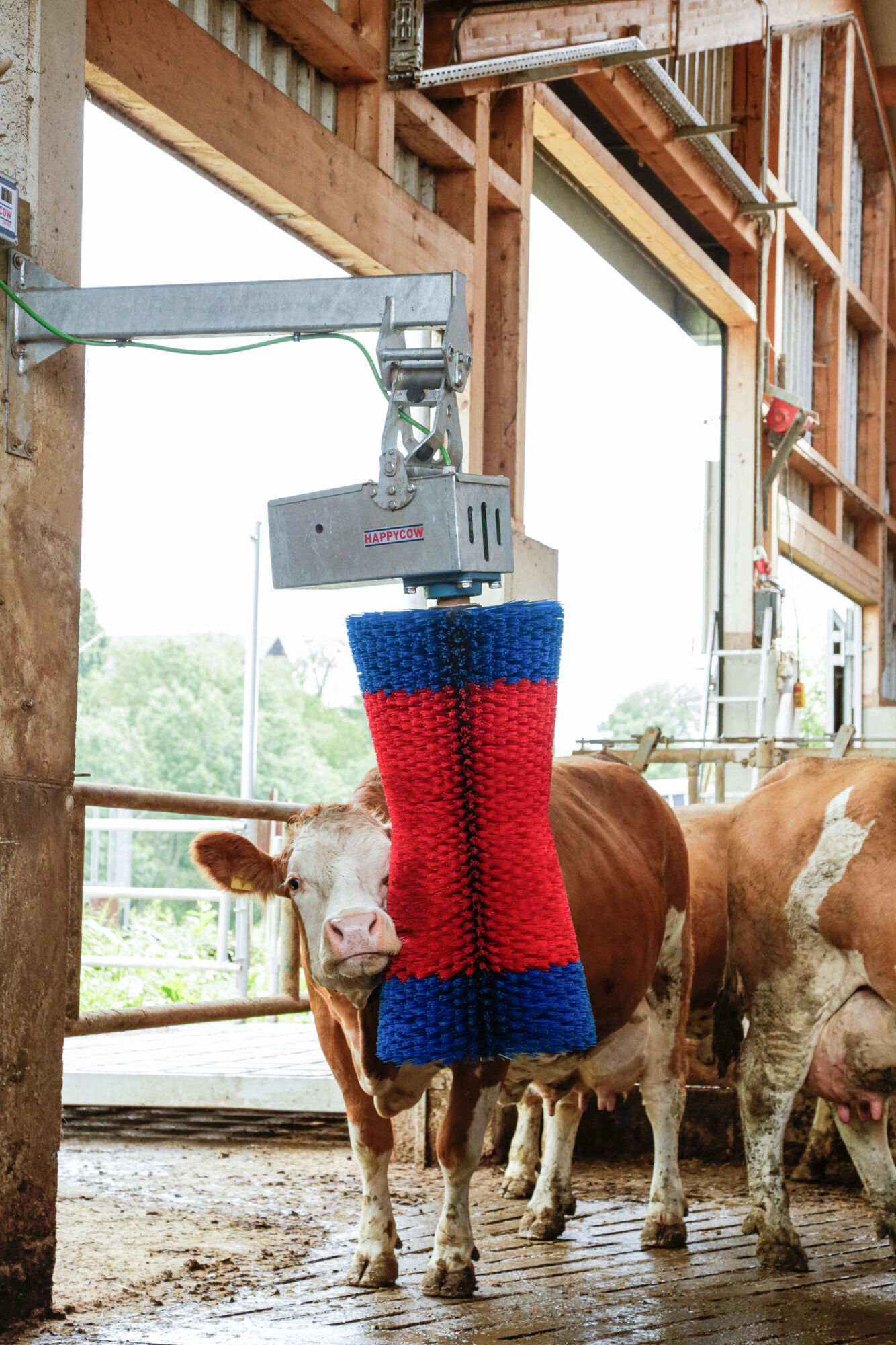 Kuhputzmaschine HAPPYCOW MaxiSwing - Kerbl 18860 Kuhputzmaschine HAPPYCOW MaxiSwing von Kerbl 18860