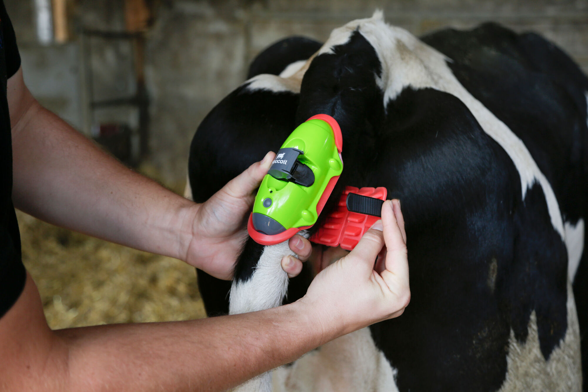Moocall Abkalbemelder von Moocall