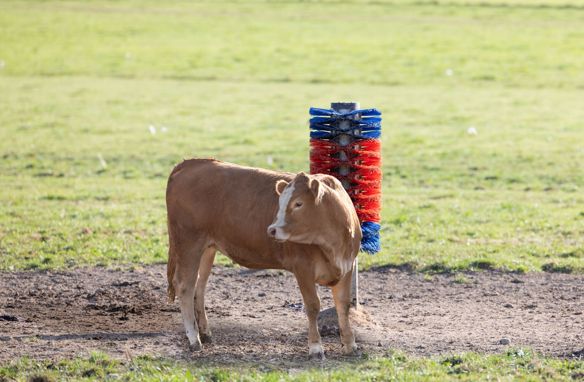 Pfahlbürste HAPPYCOW Mini von Kerbl 18660