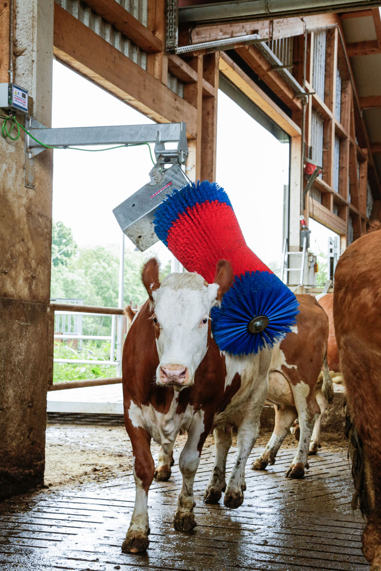 Kuhputzmaschine HAPPYCOW MaxiSwing - Kerbl 18860 Kuhputzmaschine HAPPYCOW MaxiSwing von Kerbl 18860