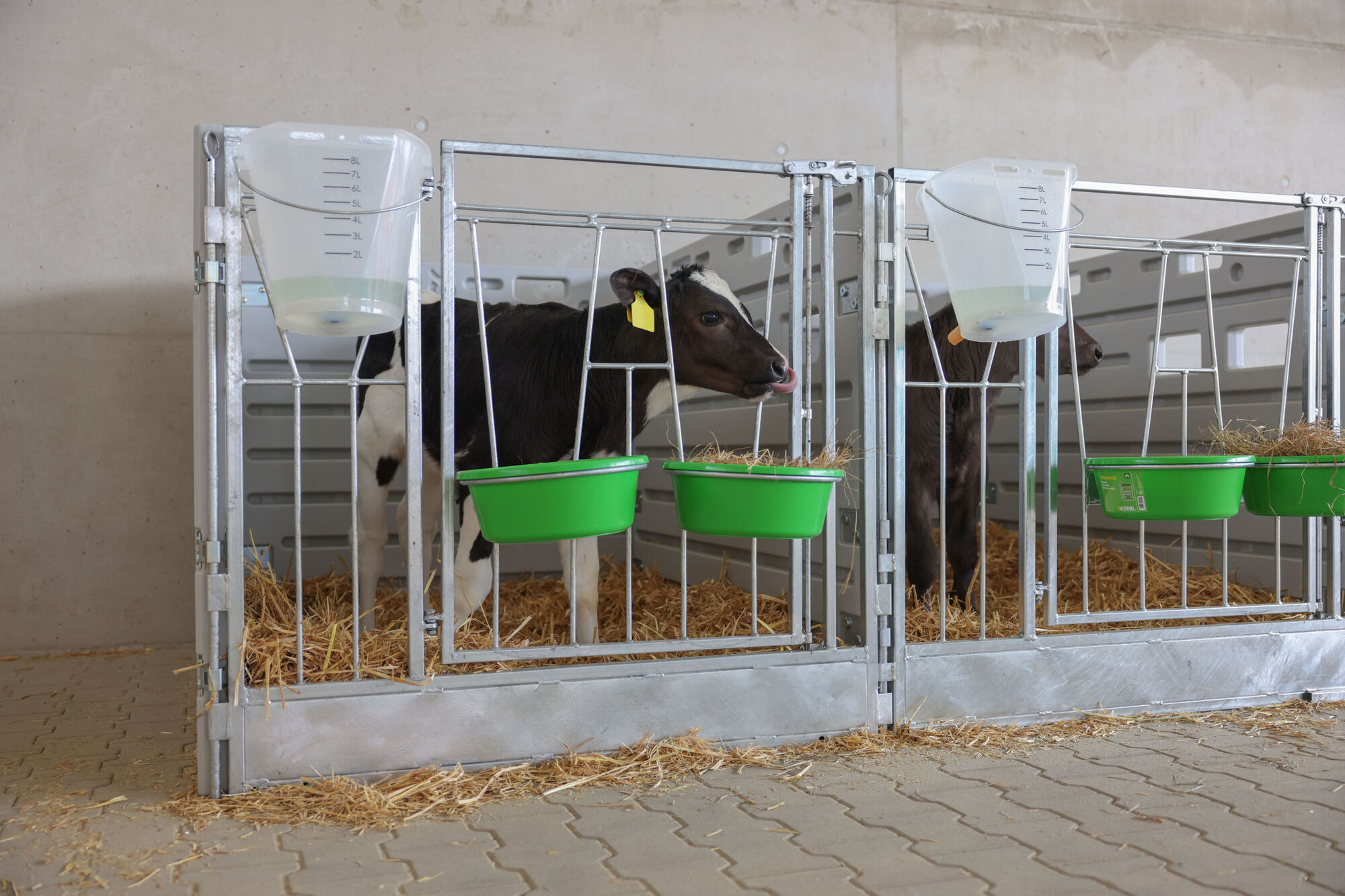 Modulare Kälberbox Doppelbucht freistehend von Kerbl 14628