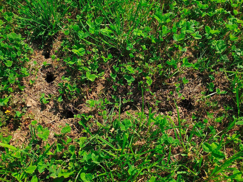 Wühlmausfalle VoleStop - Kerbl 299821 Wühlmausfalle VoleStop von Kerbl 299821