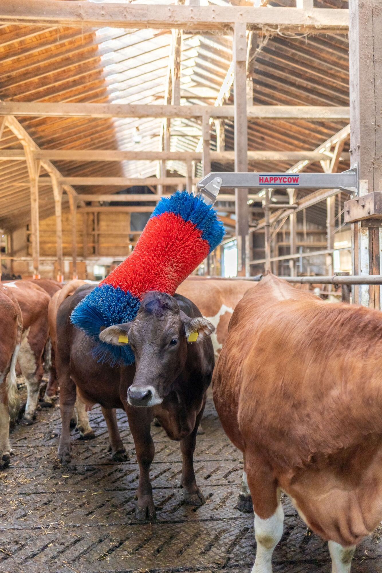 Viehbürste HAPPYCOW Free Maxi von Kerbl 18865