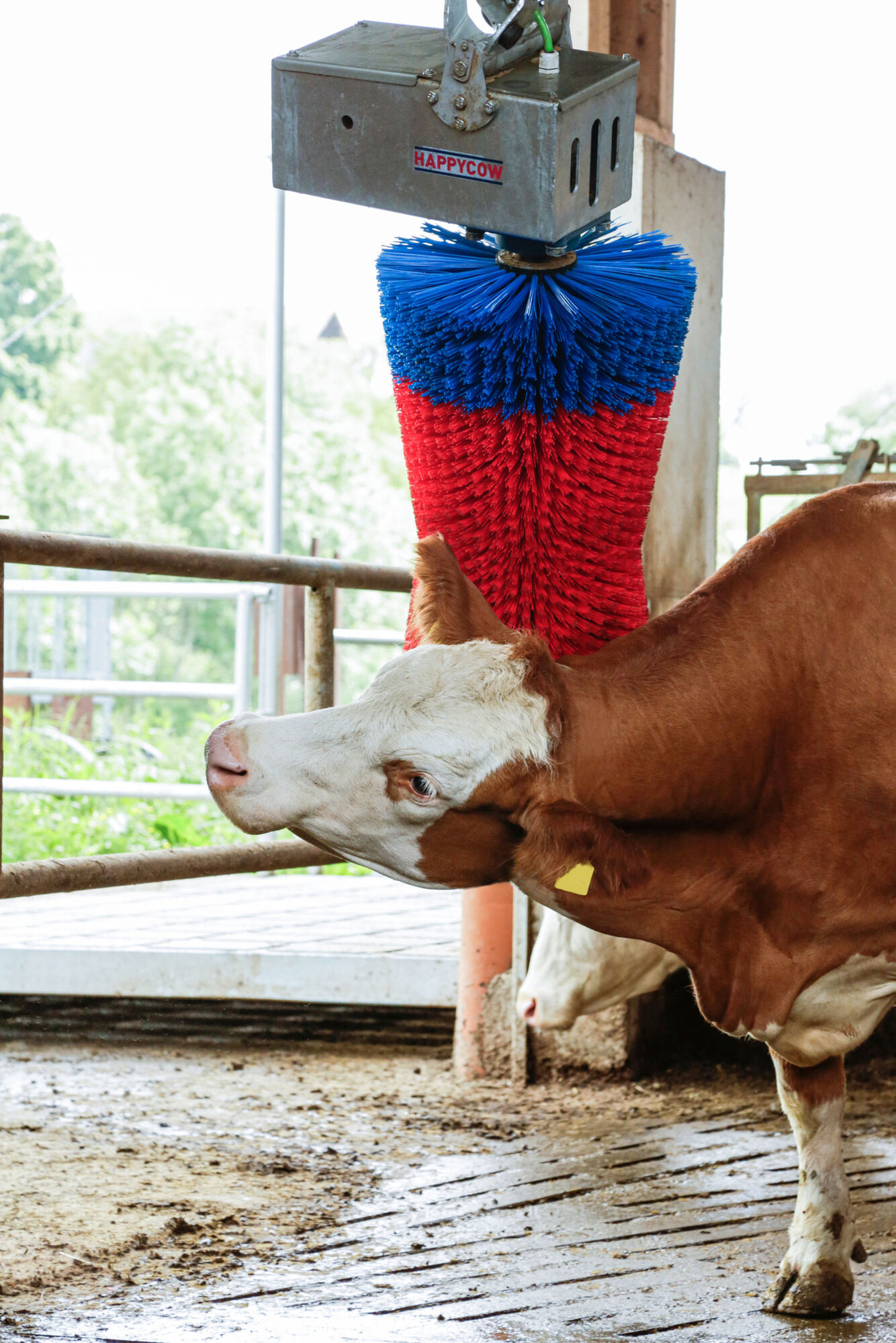 Kuhputzmaschine HAPPYCOW MaxiSwing - Kerbl 18860 Kuhputzmaschine HAPPYCOW MaxiSwing von Kerbl 18860