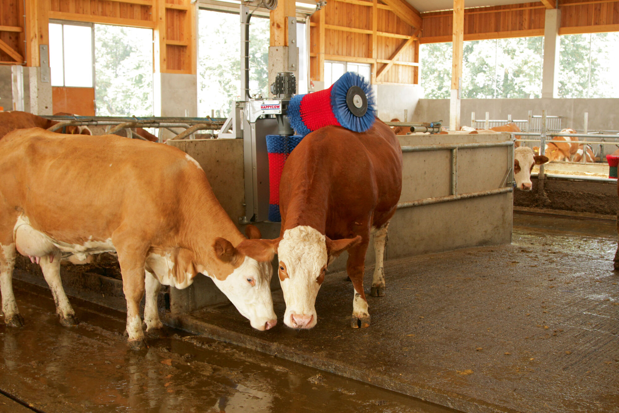 Kuhputzmaschine HAPPYCOW Duo von Kerbl 18820