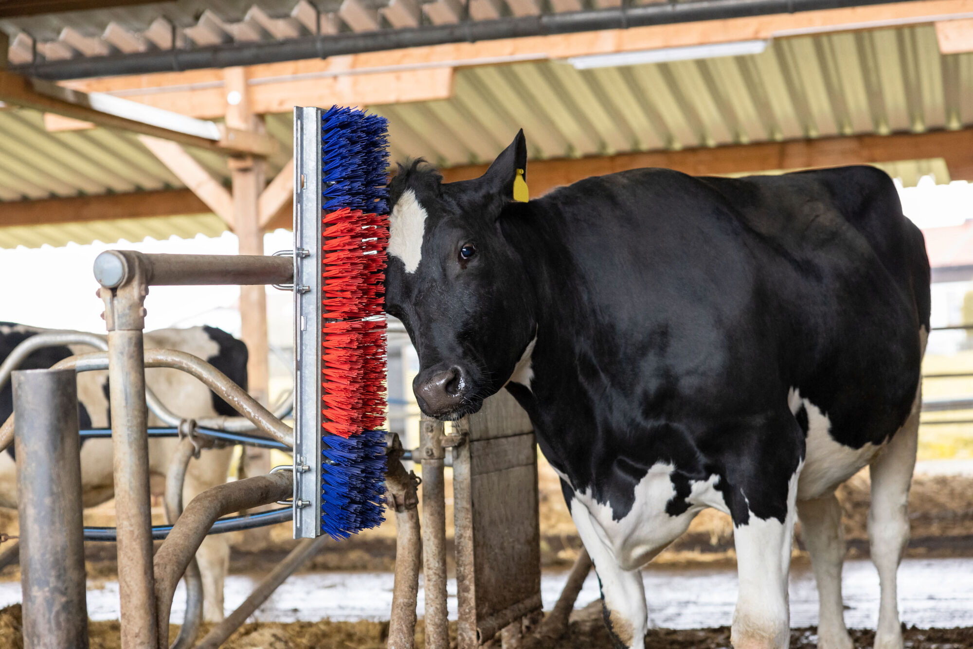 Kratzbürste HAPPYCOW Bully - Kerbl 293130 Kratzbürste HAPPYCOW Bully von Kerbl 293130