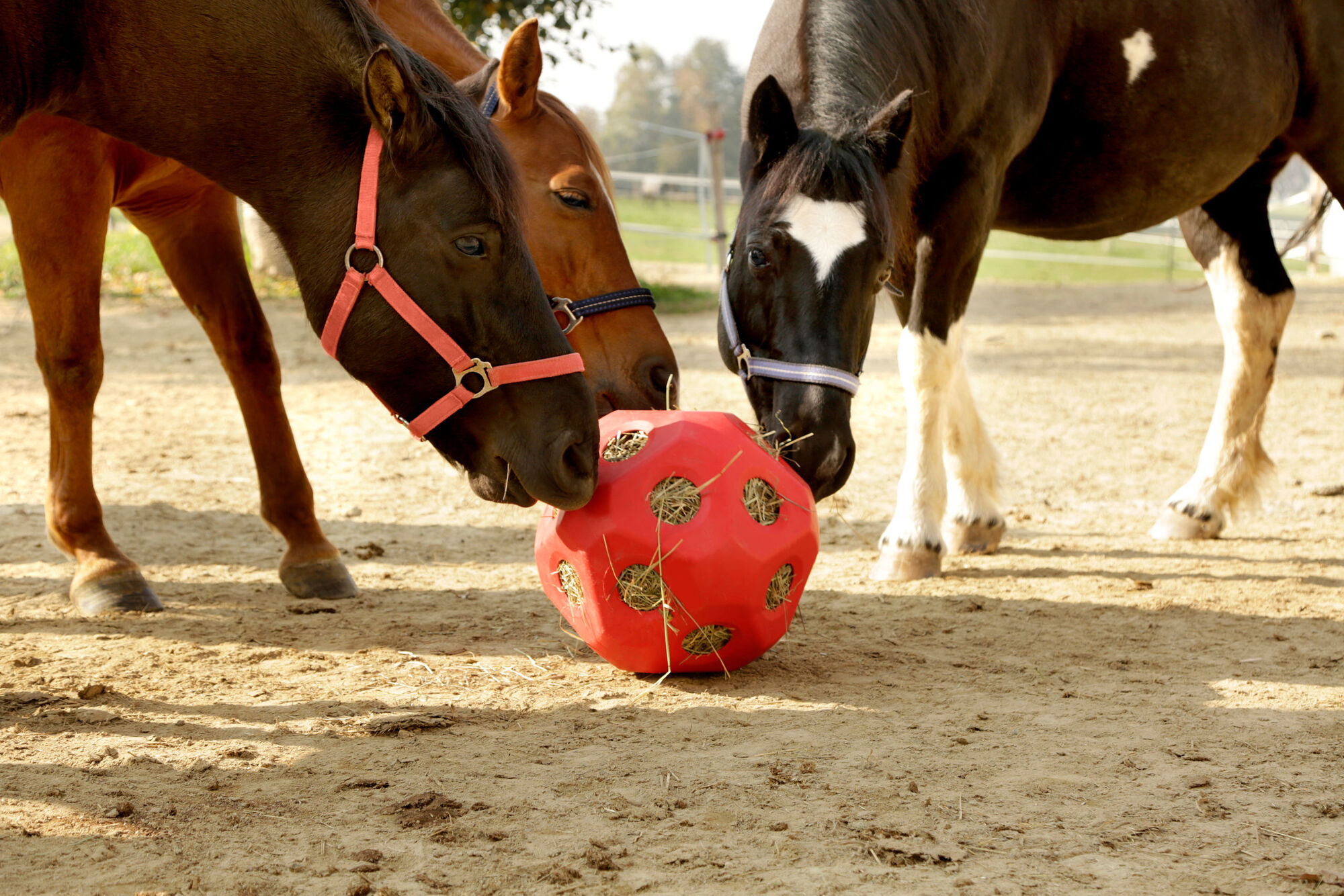 HeuBoy Futterspielball - Kerbl HeuBoy Futterspielball von Kerbl