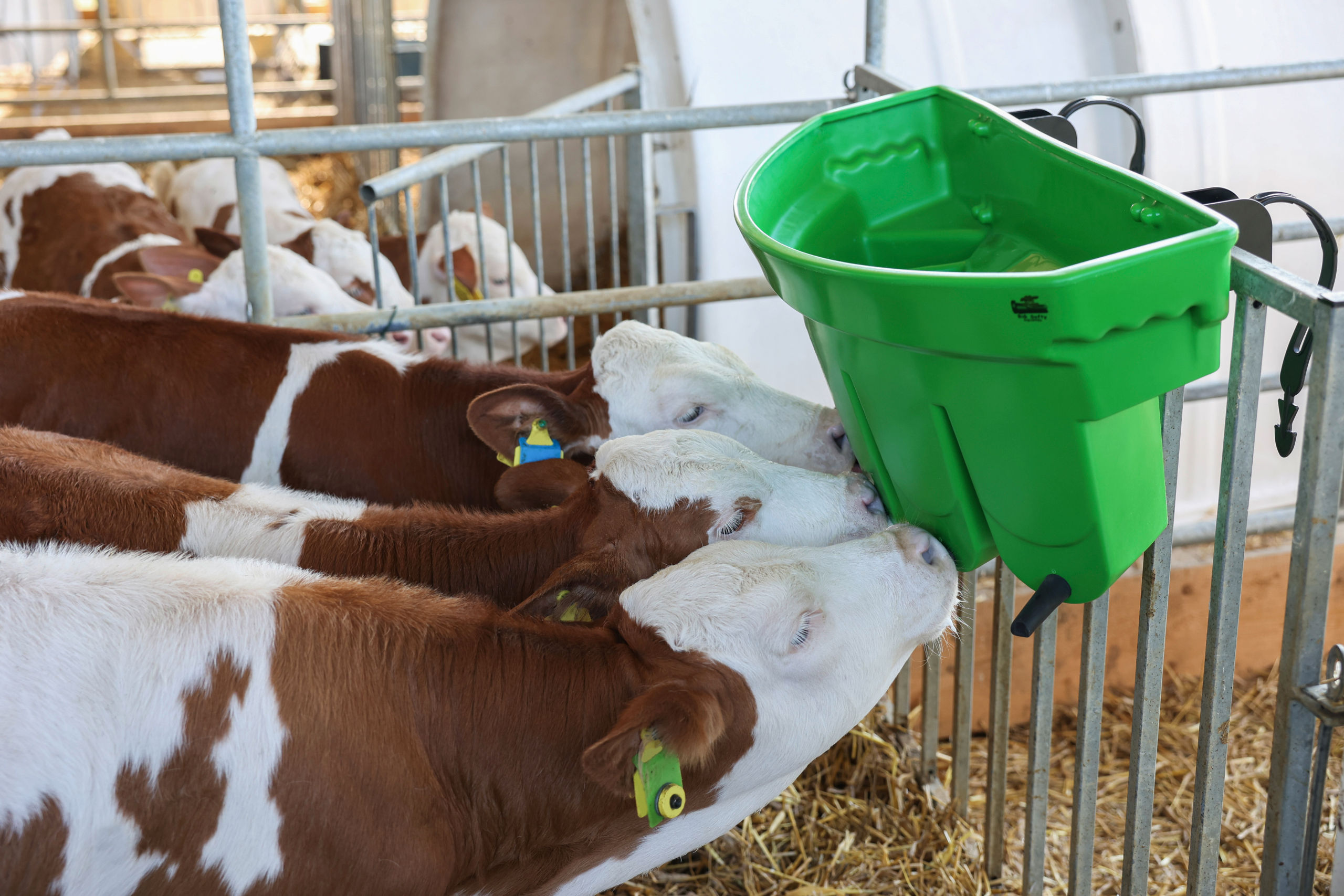 Kälbertränkewanne Multi Feeder mit 5 Unterteilungen, komplett von Kerbl 14204