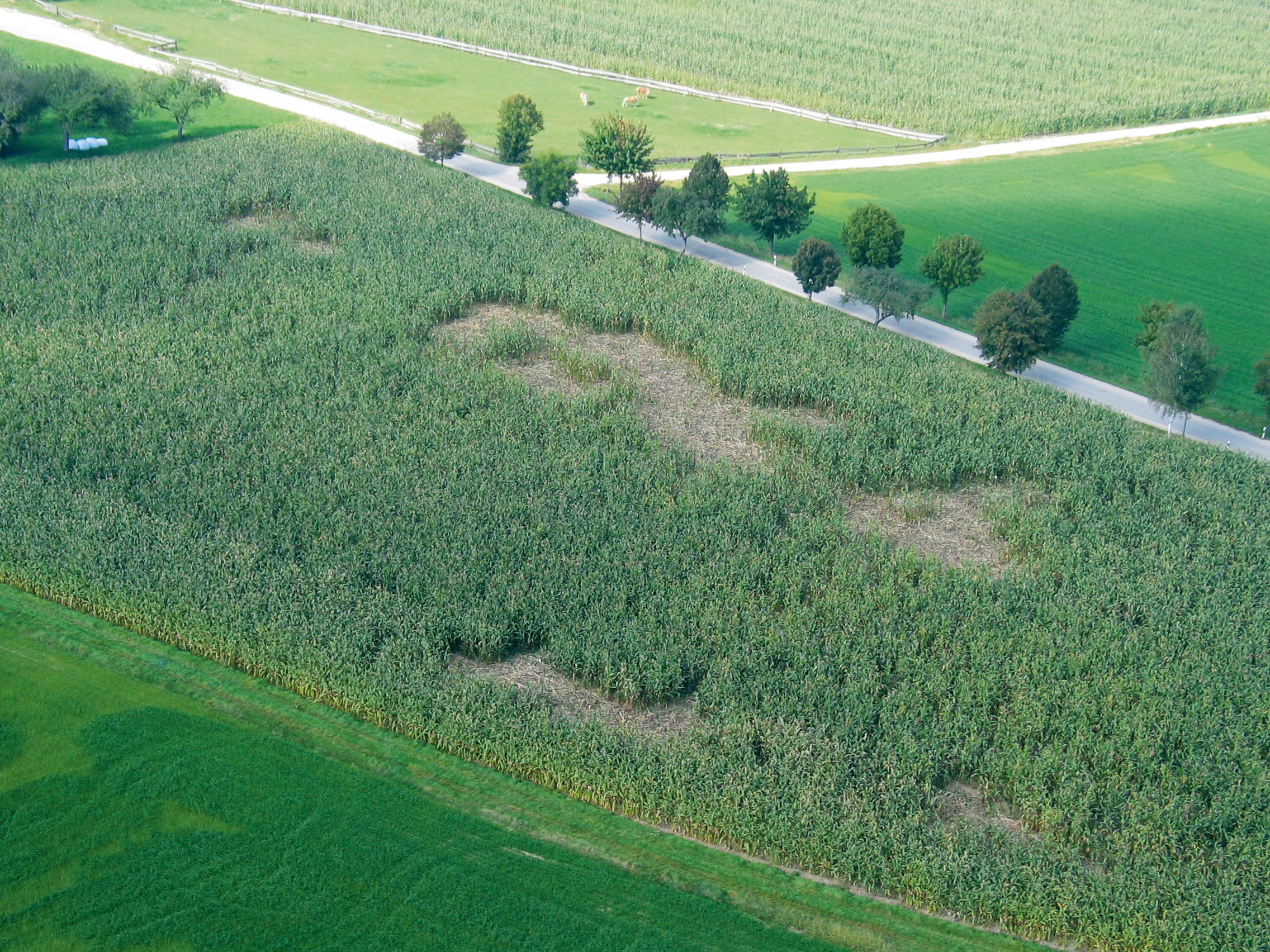 AKO WildNet Wildabwehrnetz, 50m - AKO 27215 AKO WildNet Wildabwehrnetz, 50m von AKO 27215