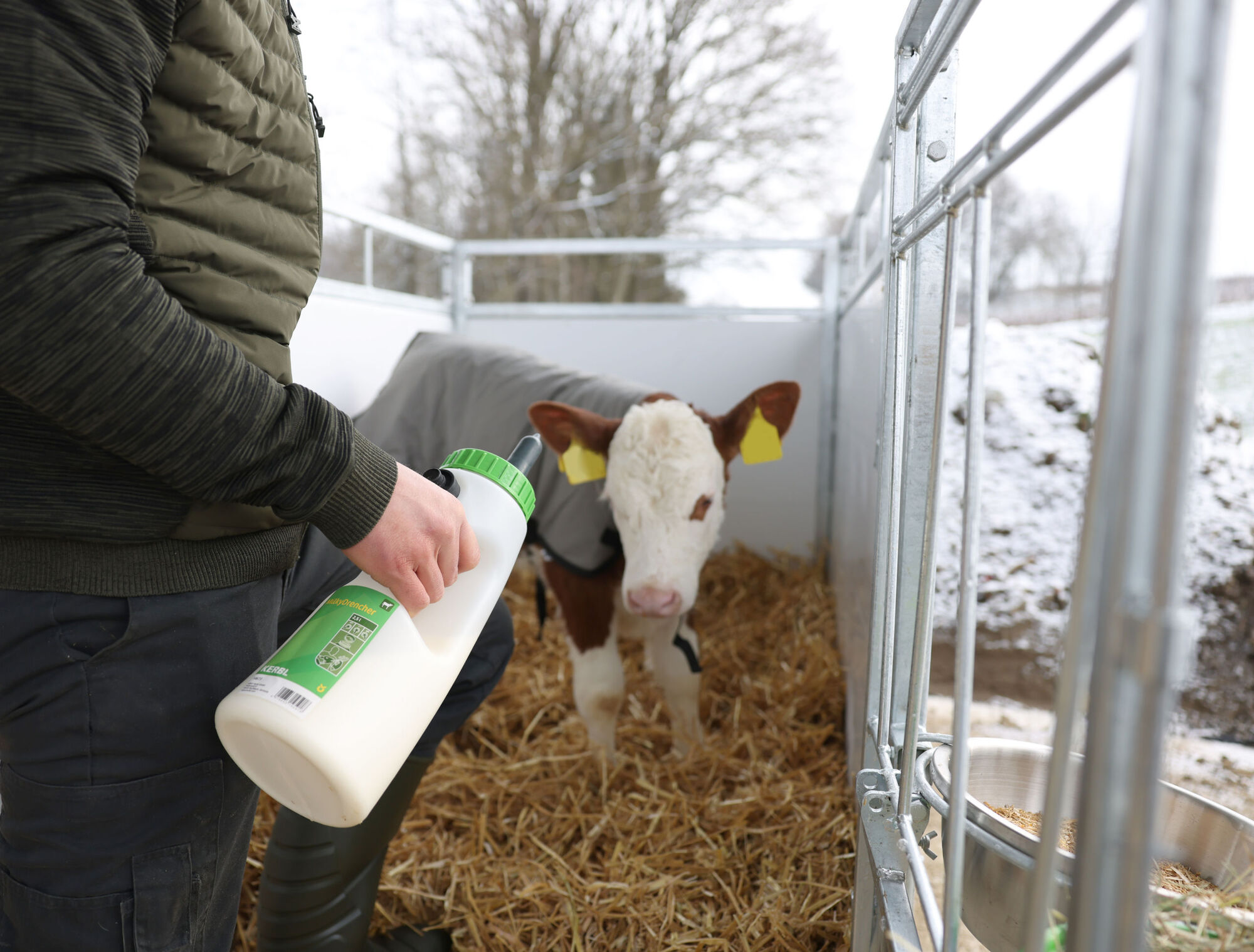 Kälberflasche MilkyFeeder von Kerbl