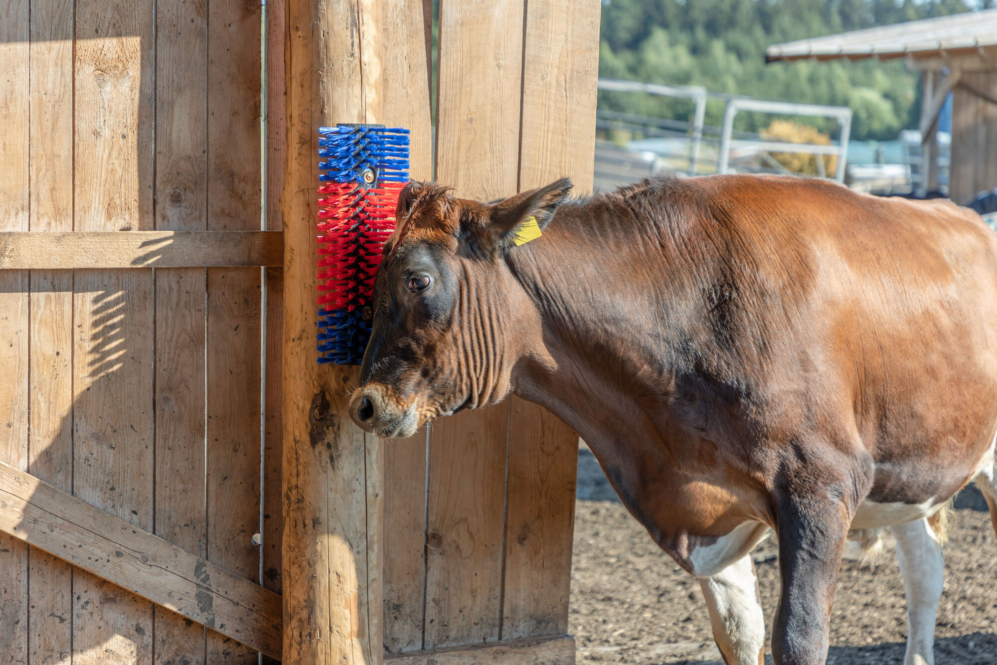 Kratzbürste halbrund - Kerbl 293100 Kratzbürste halbrund von Kerbl 293100